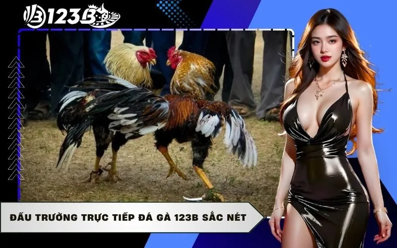 Đấu trường trực tiếp Đá Gà 123b sắc nét