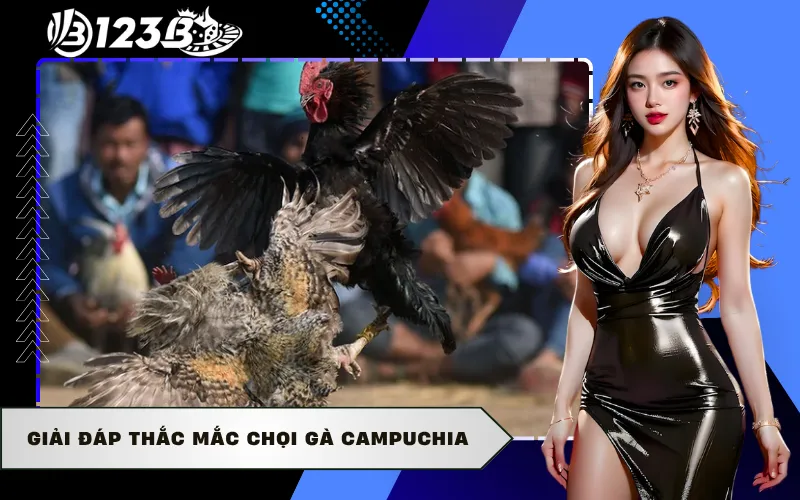 Giải đáp thắc mắc chọi gà Campuchia