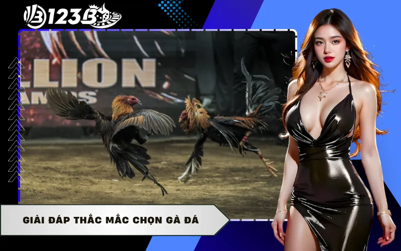 Giải đáp thắc mắc chọn gà đá