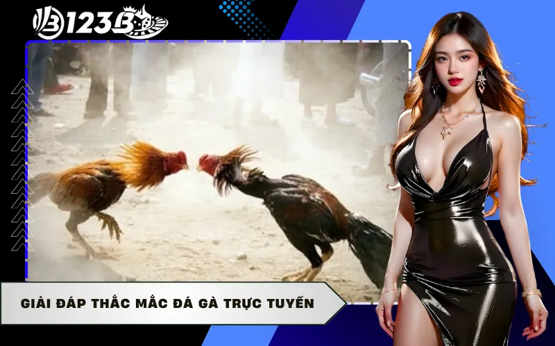 Giải đáp thắc mắc đá gà trực tuyến