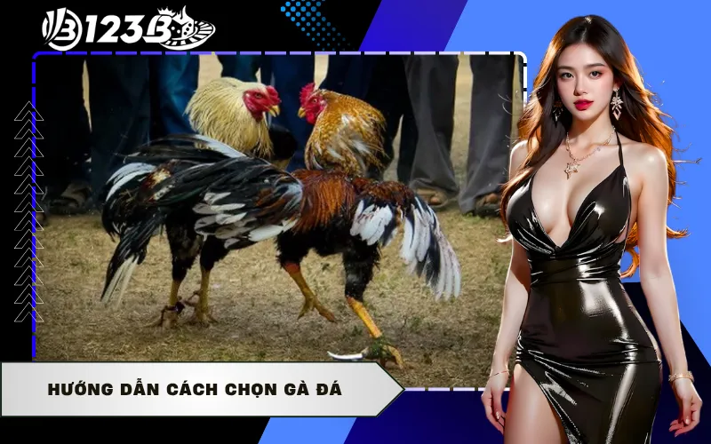Hướng Dẫn Cách Chọn Gà Đá