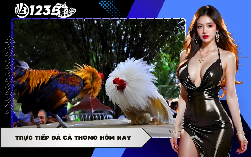 Trực Tiếp Đá Gà Thomo Hôm Nay