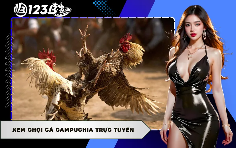 Xem Chọi Gà Campuchia Trực Tuyến